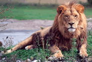 Lions Safari
